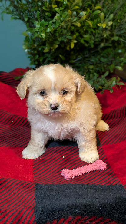 SHIHPOO (11/17) FEMALE