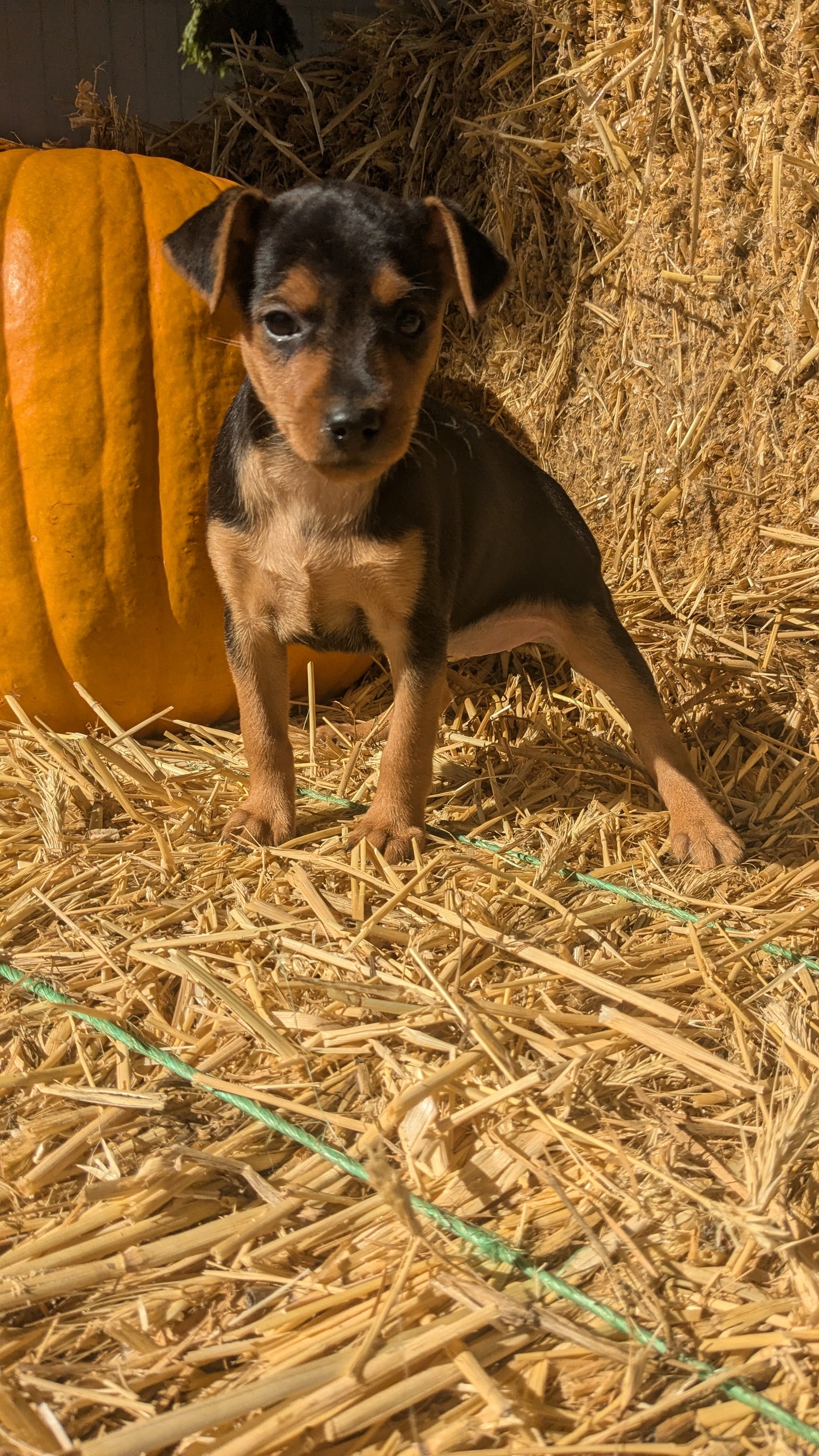 MINI PINSCHER (08/25) FEMALE