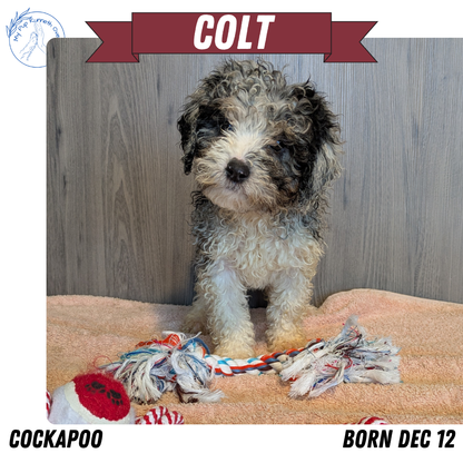 COCKAPOO (12/12) MALE