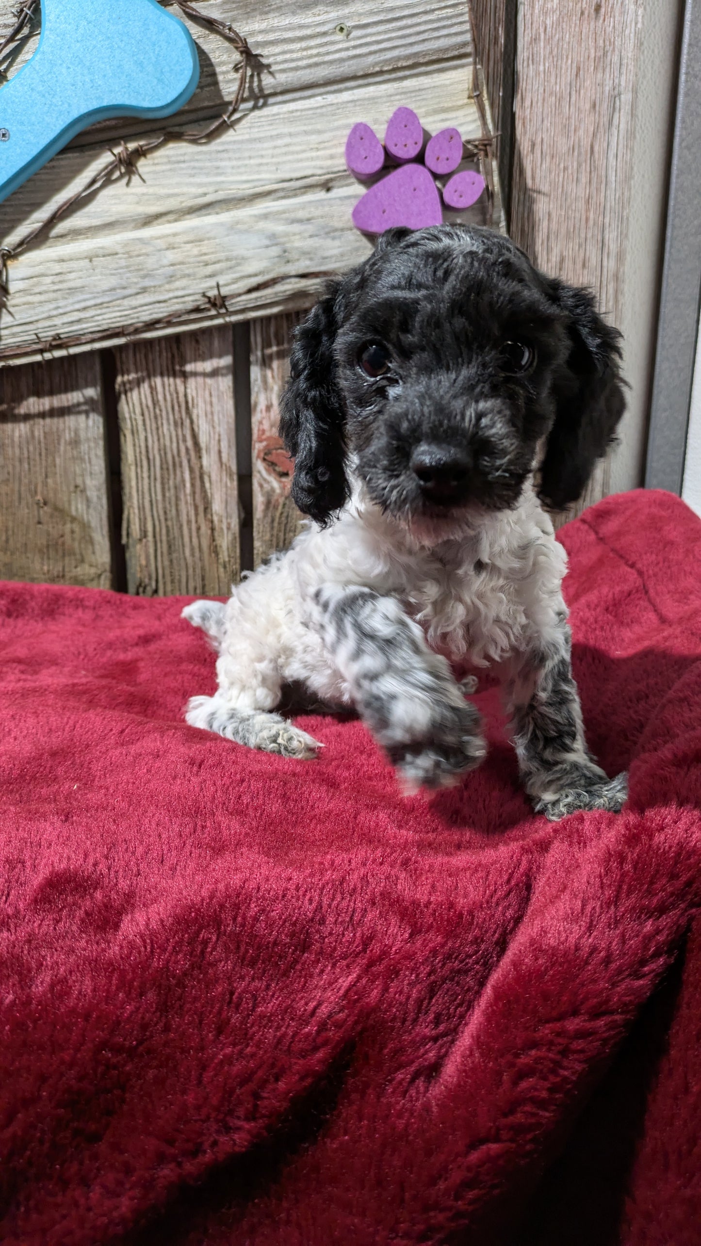 MINI POODLE (08/27) MALE