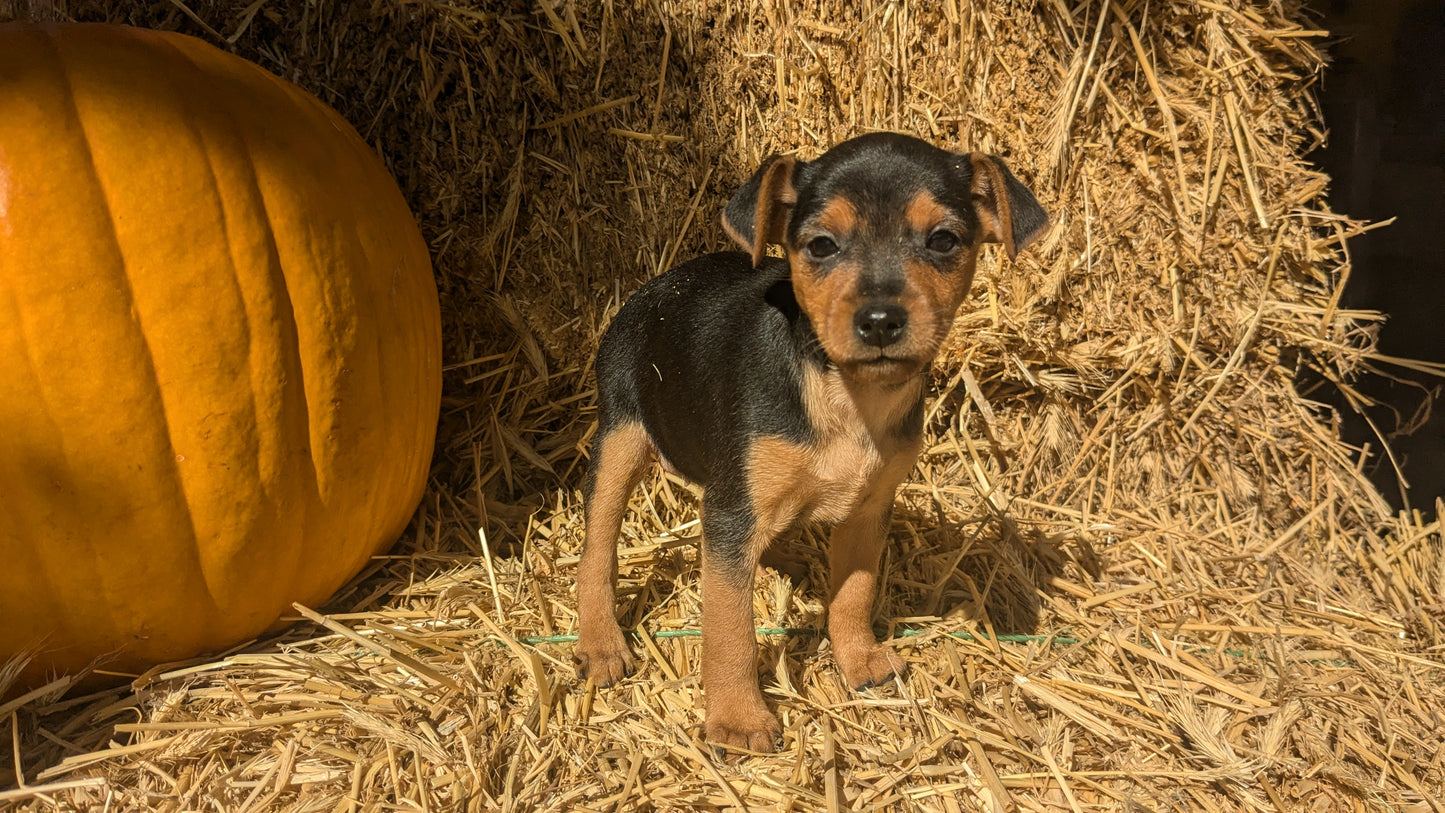 MINI PINSCHER (08/25) FEMALE