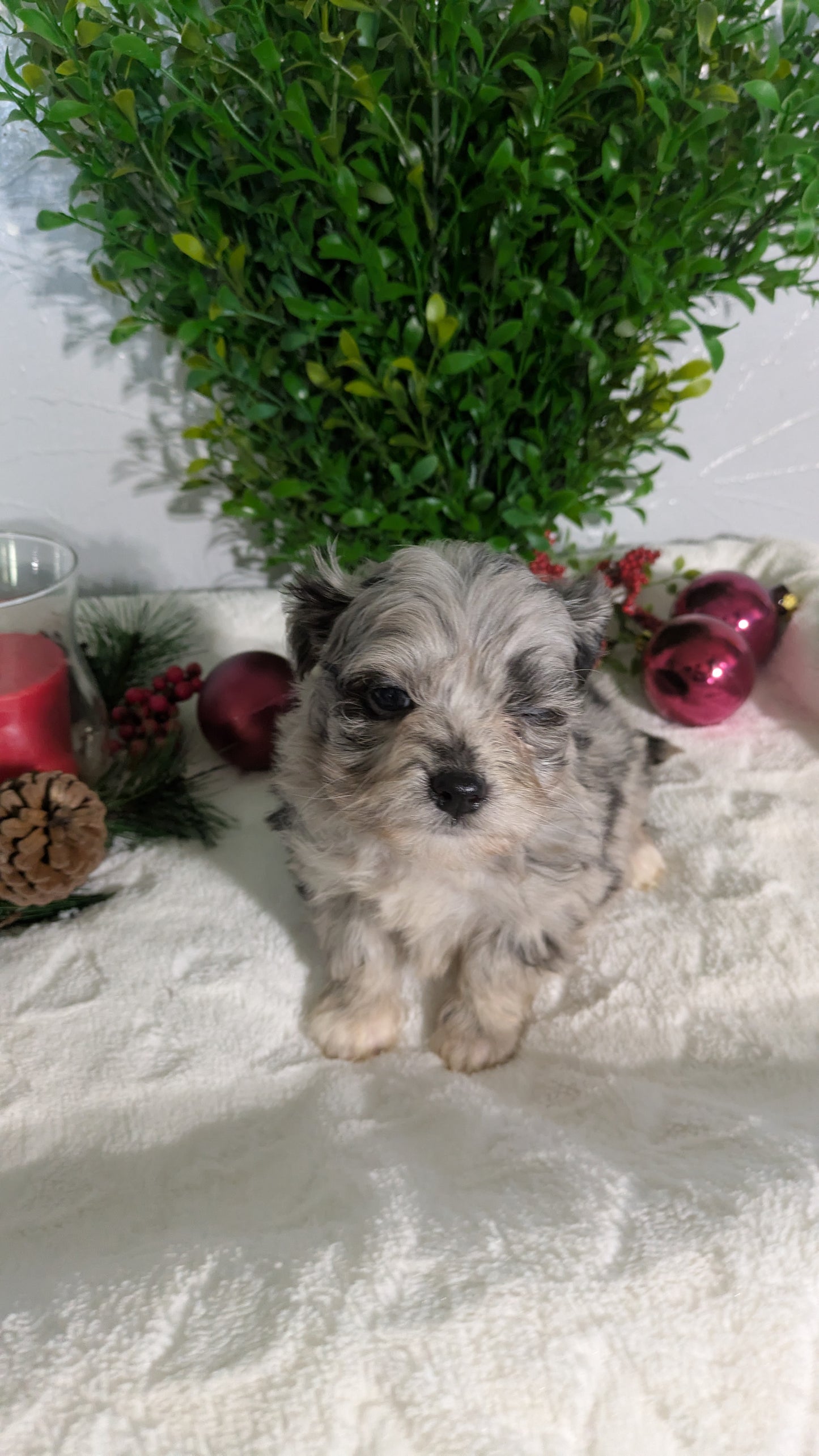 SHIHPOO (10/27) FEMALE