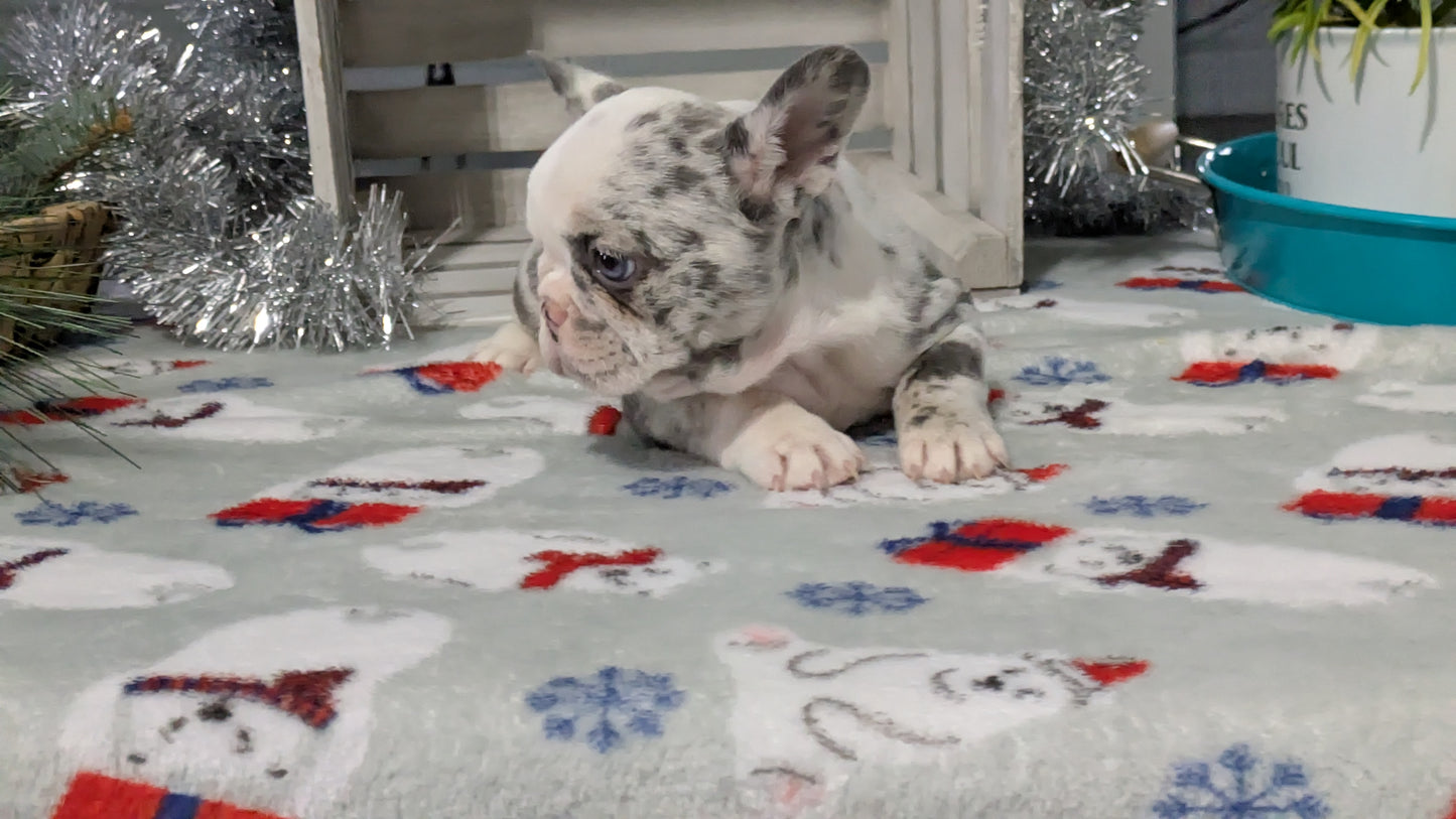 FRENCH BULLDOG (10/30) FEMALE