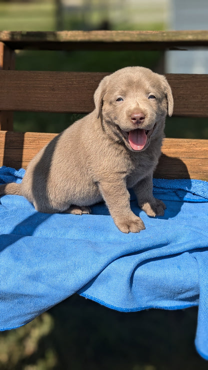 LABRADOR RETRIEVER (08/01) MALE