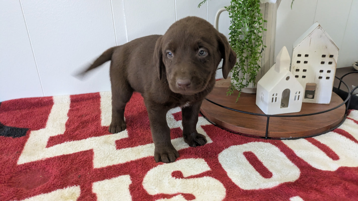 LABRADOR RETRIEVER (11/03) FEMALE