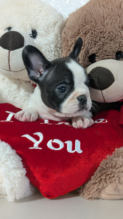 FRENCHTON (12/24) MALE