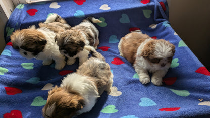 SHIH TZU (10/23) FEMALE