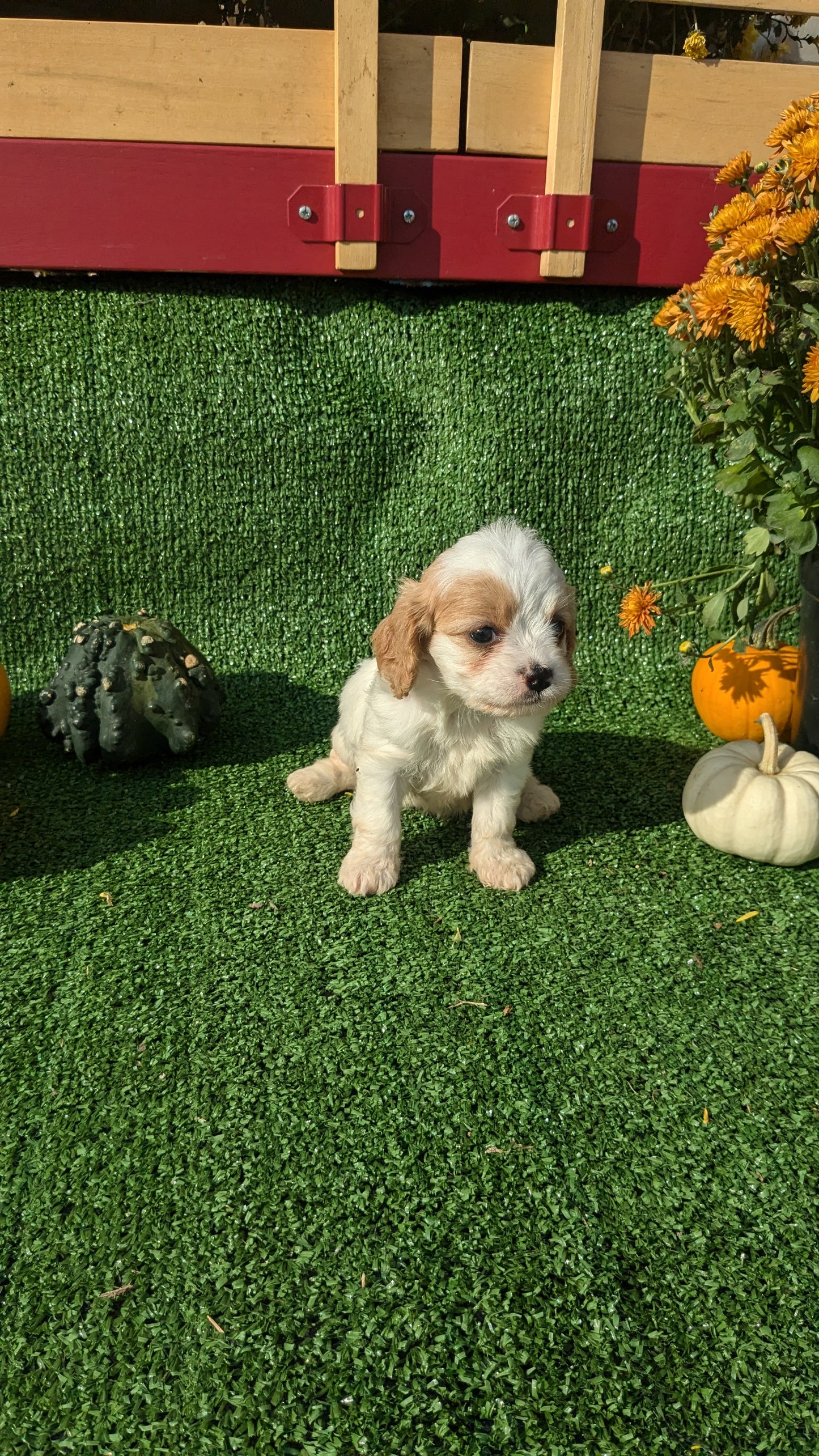 CAVAPOO (08/13) FEMALE