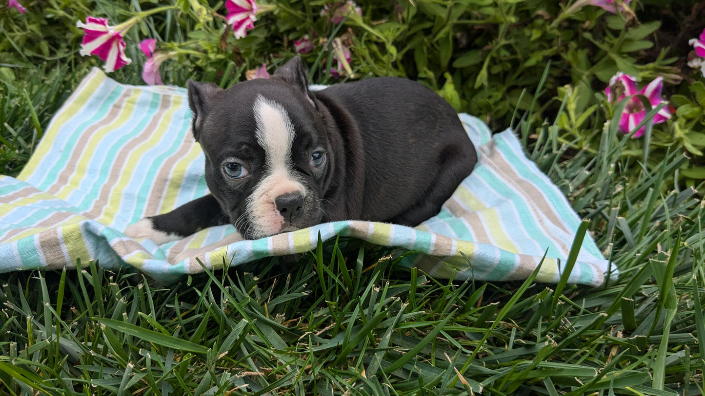 BOSTON TERRIER (08/24) FEMALE