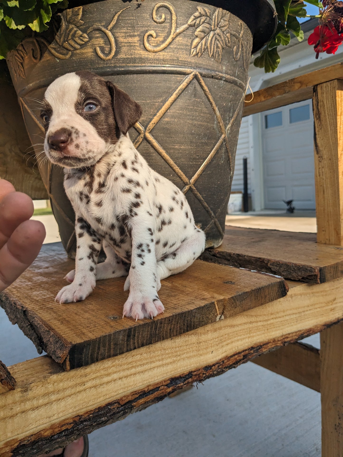 DALMATION PUPPIES (FEMALE)