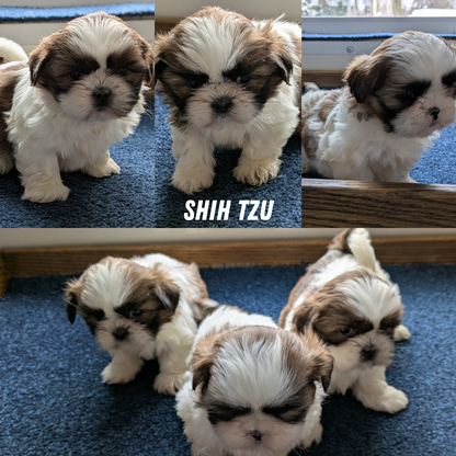 SHIH TZU (01/01) FEMALE