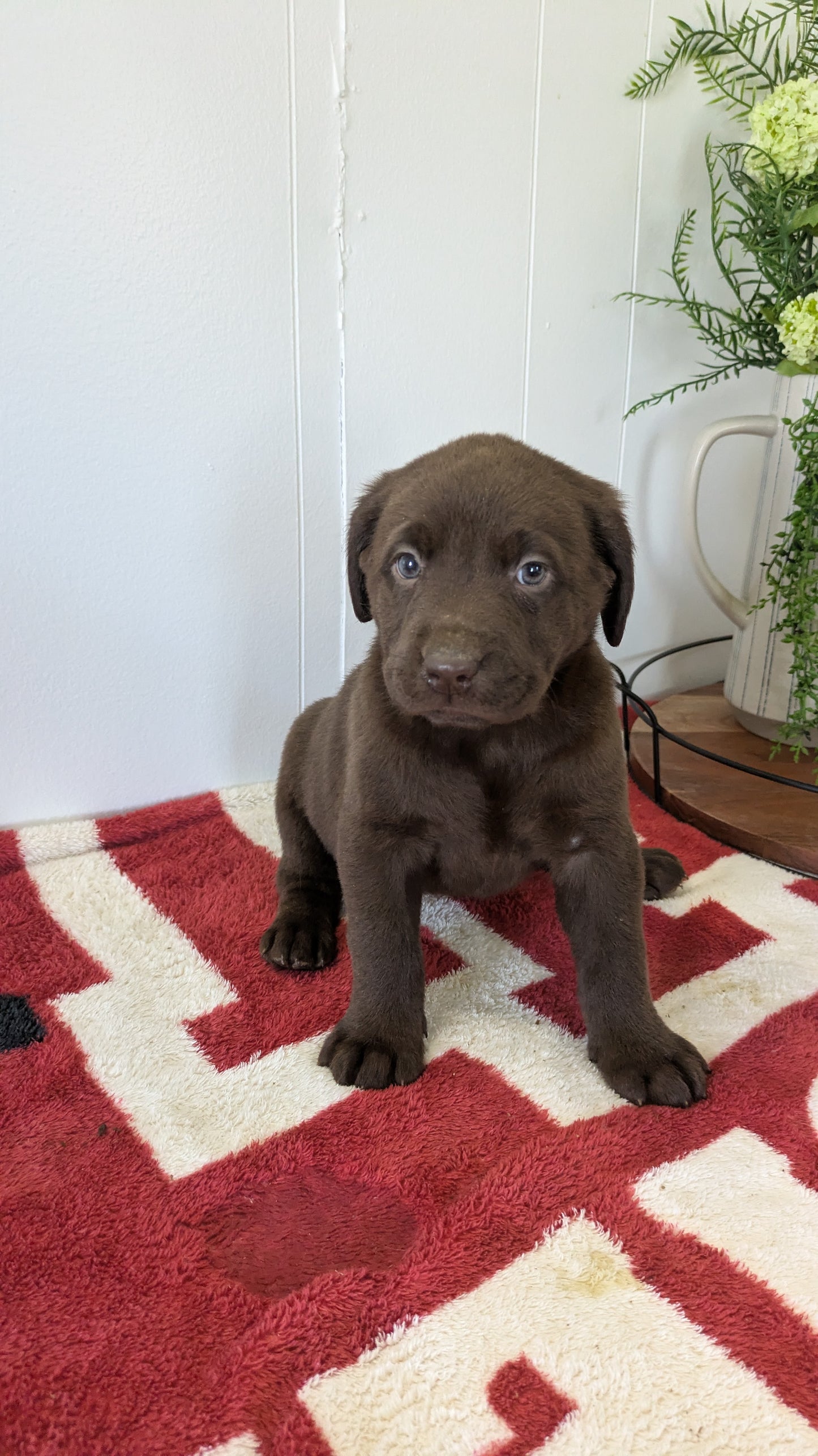 LABRADOR RETRIEVER (11/03) FEMALE