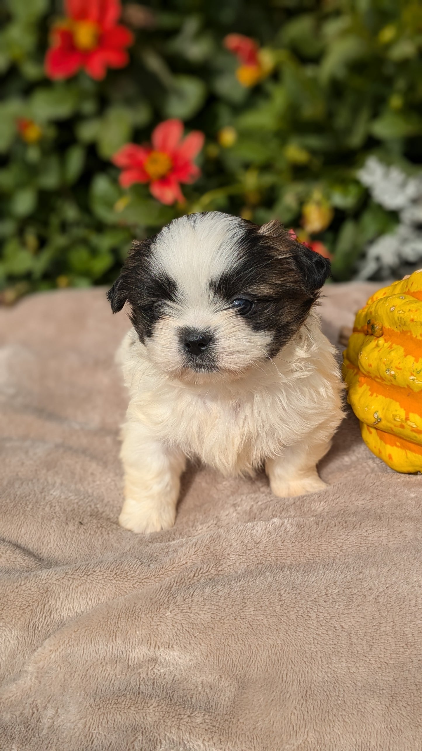 SHIH TZU (09/06) FEMALE