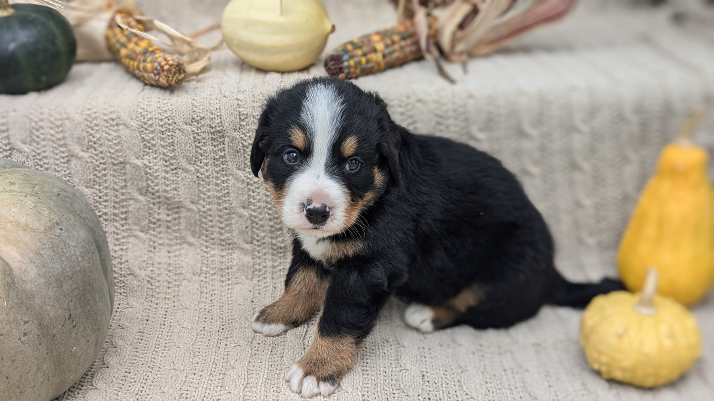 BERNESE MOUNTAIN DOG (08/18) MALE