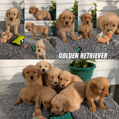 GOLDEN RETRIEVER (12/25) FEMALE