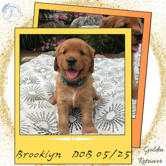 GOLDEN RETRIEVER (05/25) FEMALE