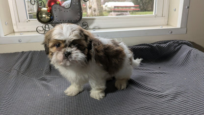 SHIH TZU (10/30) MALE