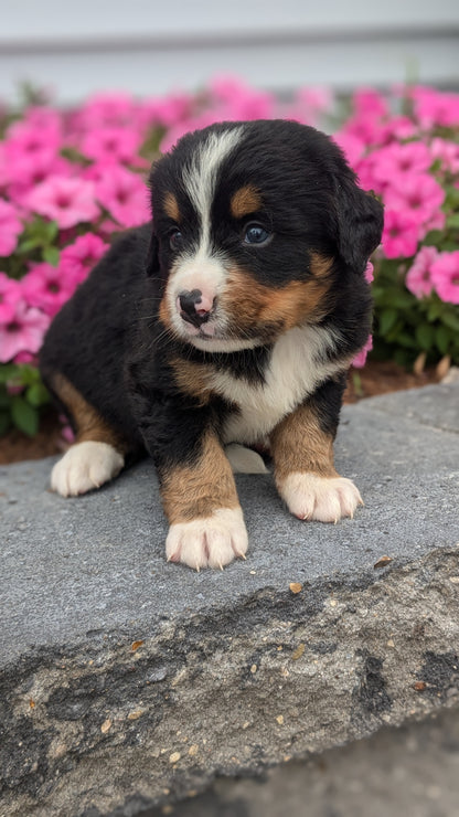 BERNESE MOUNTAIN DOG (06/03) MALE