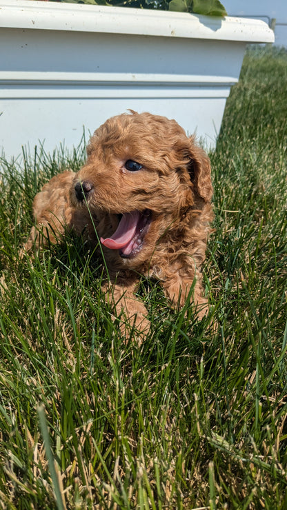 TOY POODLE (05/12) MALE