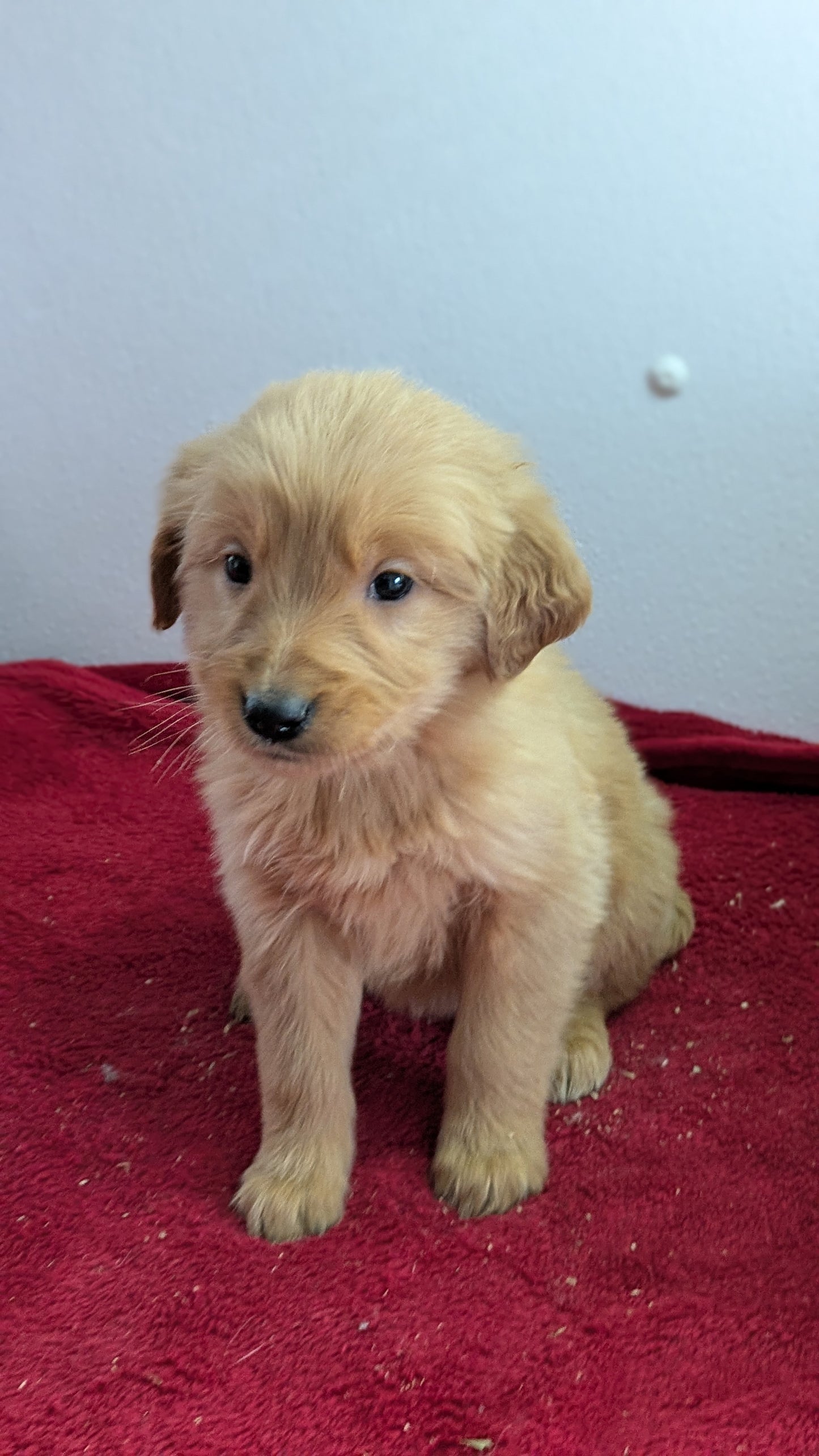 GOLDEN RETRIEVER (11/17) FEMALE