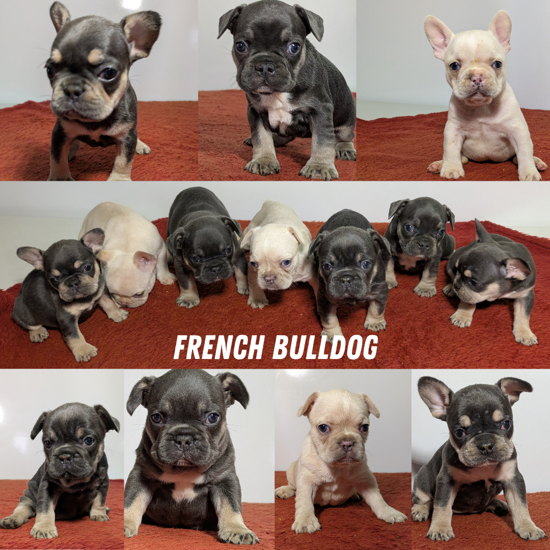 FRENCH BULLDOG (12/21) FEMALE