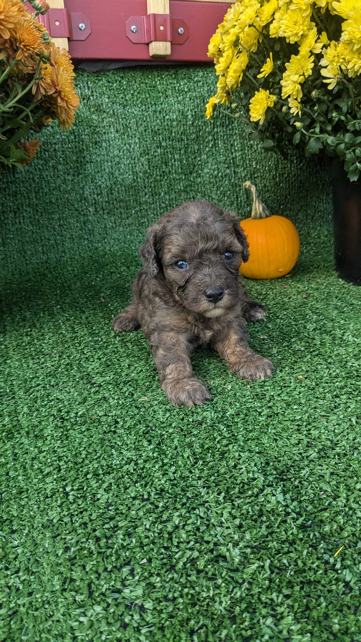 TOY POODLE (08/24) MALE