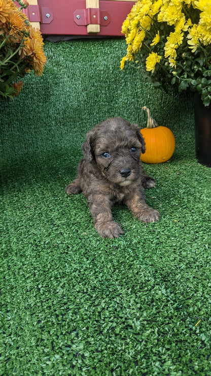 TOY POODLE (08/24) MALE