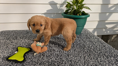 GOLDEN RETRIEVER (12/25) FEMALE