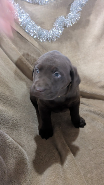 LABRADOR RETRIEVER (10/17) FEMALE