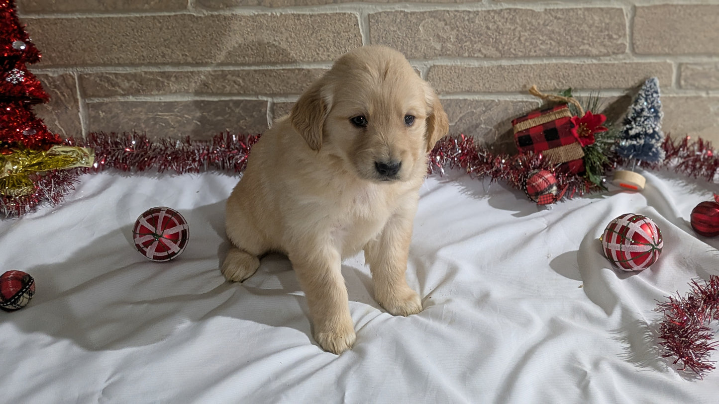 GOLDEN RETRIEVER (11/11) FEMALE