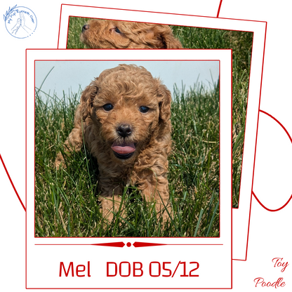 TOY POODLE (05/12) MALE