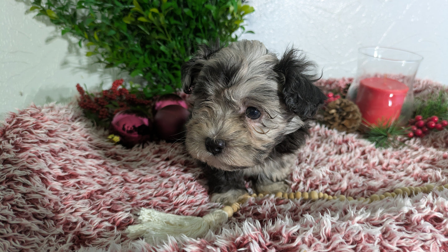 SHIHPOO (10/27) MALE