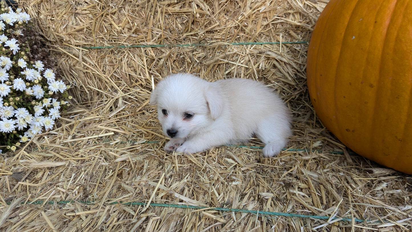 POMSKY-POO (08/13) MALE