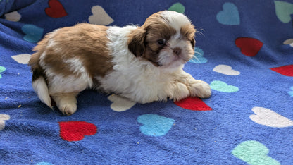 SHIH TZU (10/22) MALE