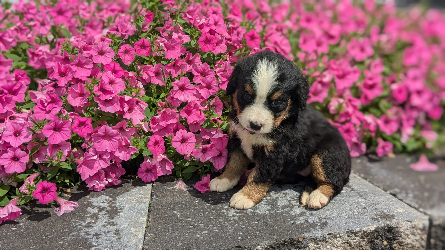 BERNESE MOUNTAIN DOG (06/03) FEMALE