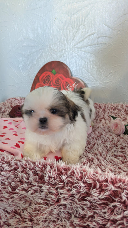 SHIH TZU (12/08) FEMALE