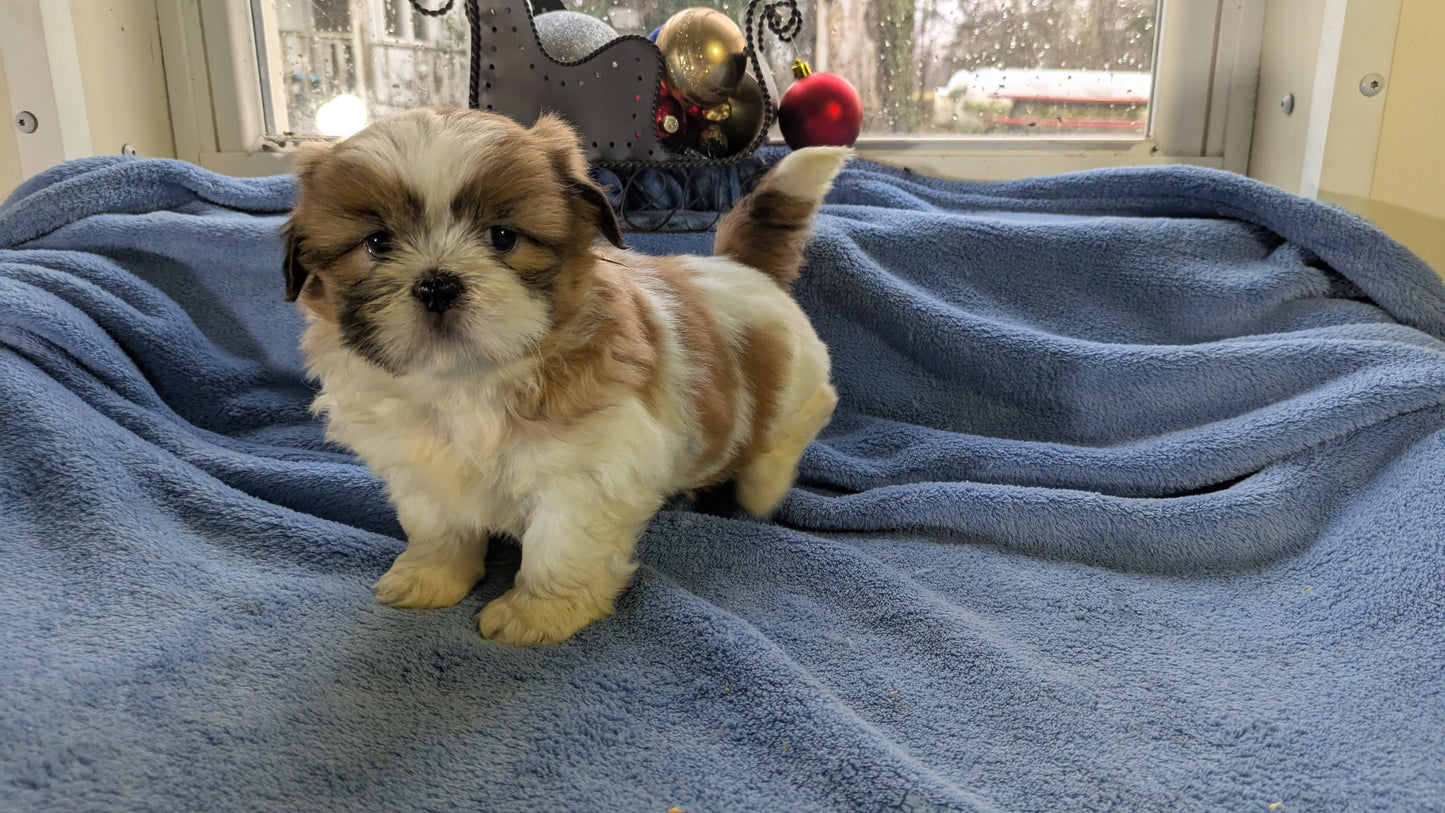 SHIH TZU (10/30) MALE