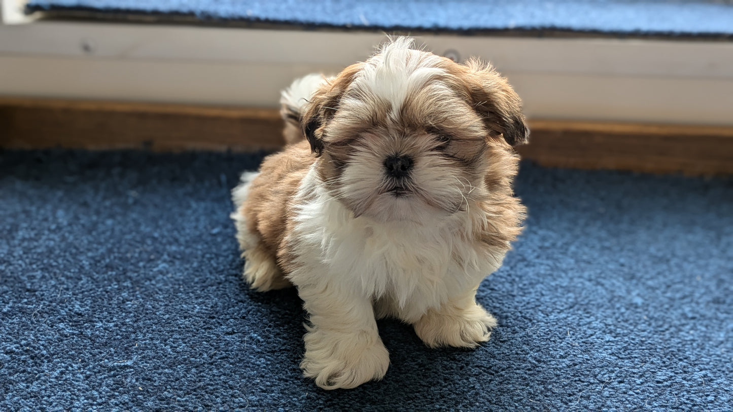 SHIH TZU (12/23) MALE