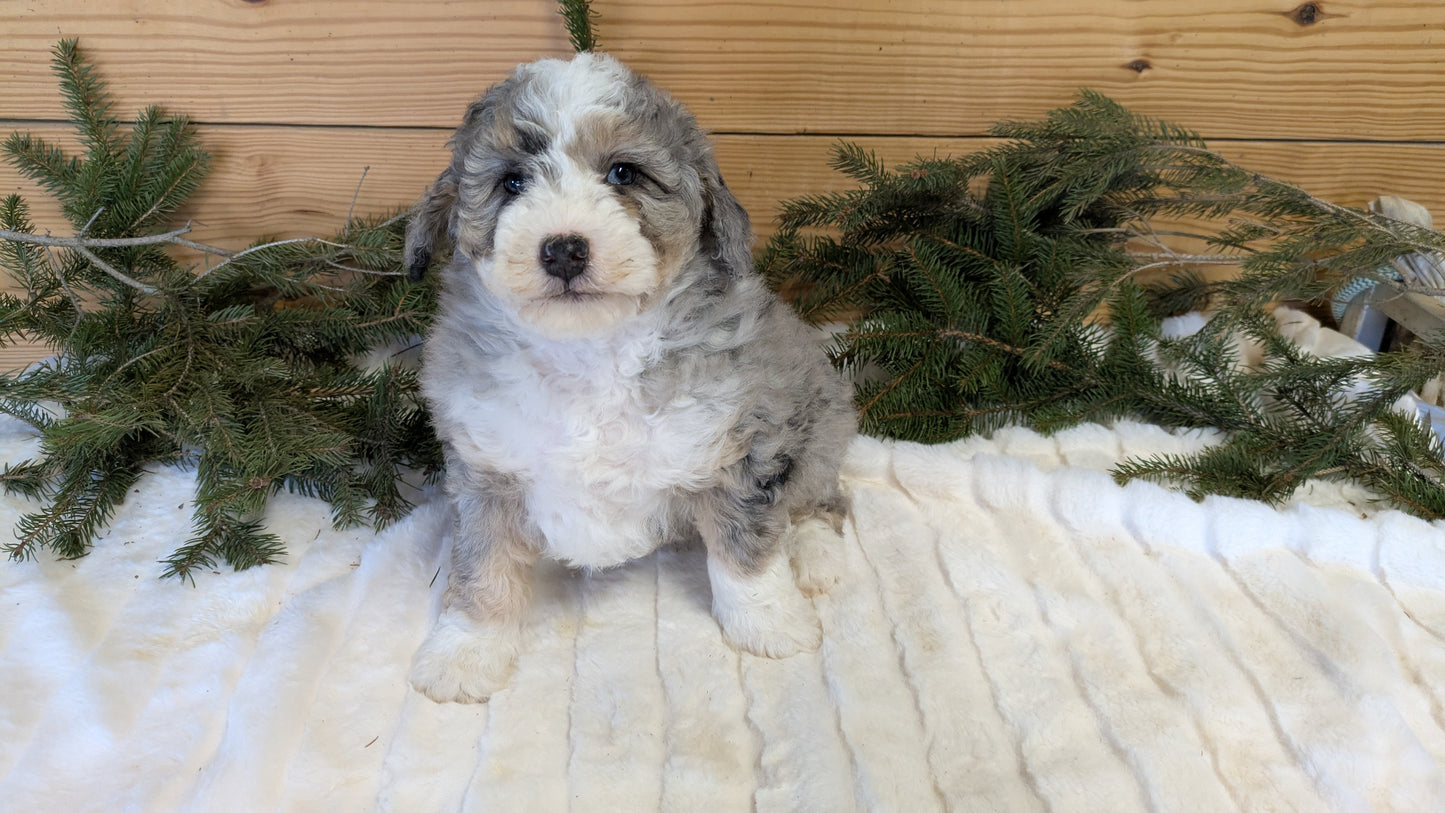 MINI BERNEDOODLE (11/28) MALE