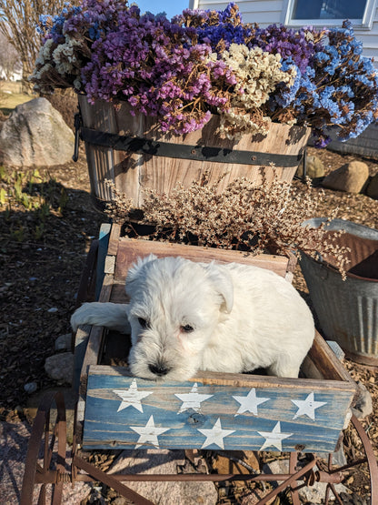 MINI SCHNAUZER (12/27/23) FEMALE