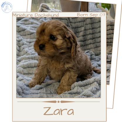 CAVAPOO (11/05) FEMALE