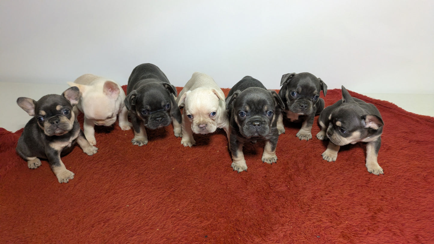 FRENCH BULLDOG (12/21) MALE