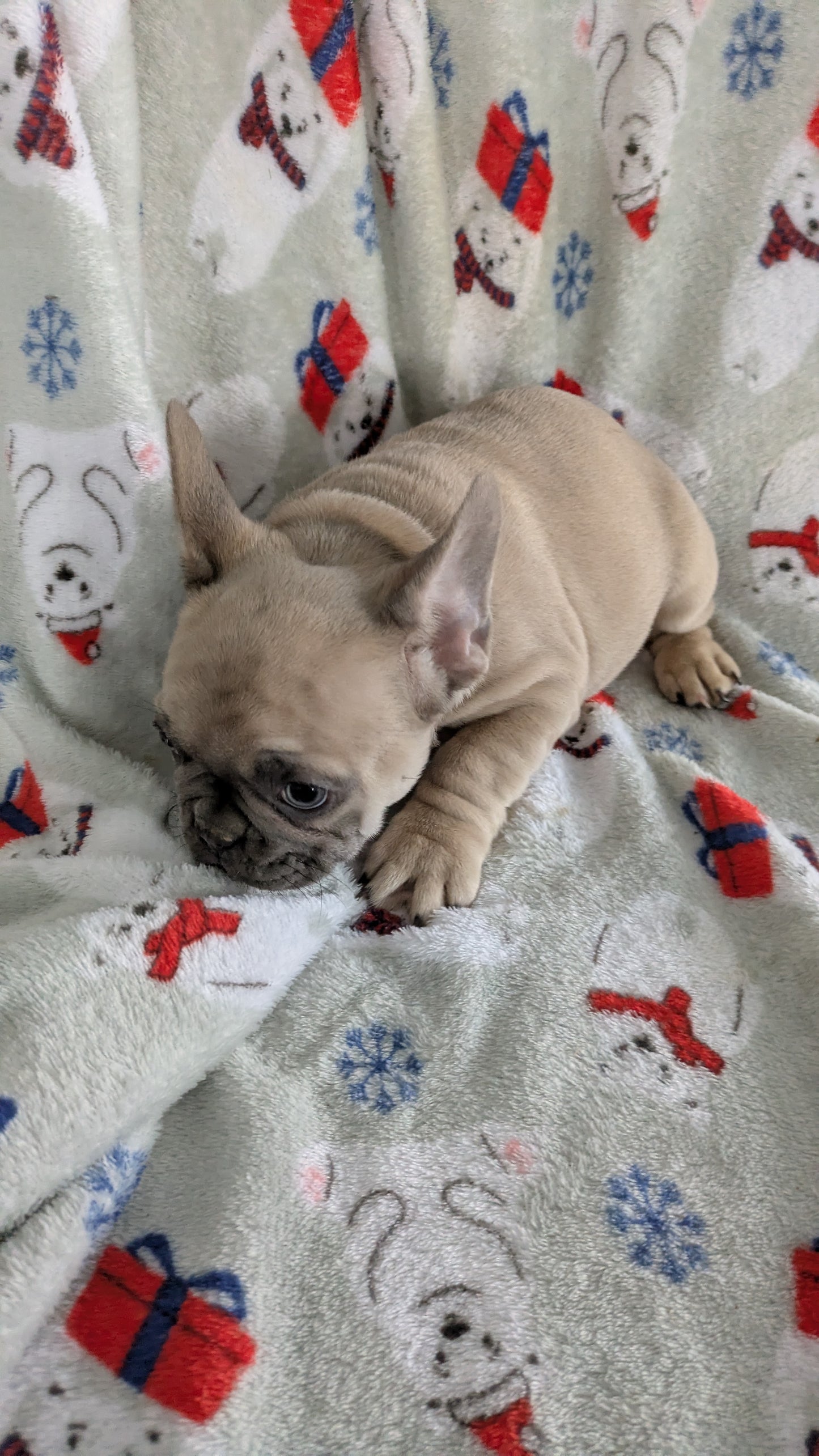 FRENCH BULLDOG (10/30) MALE