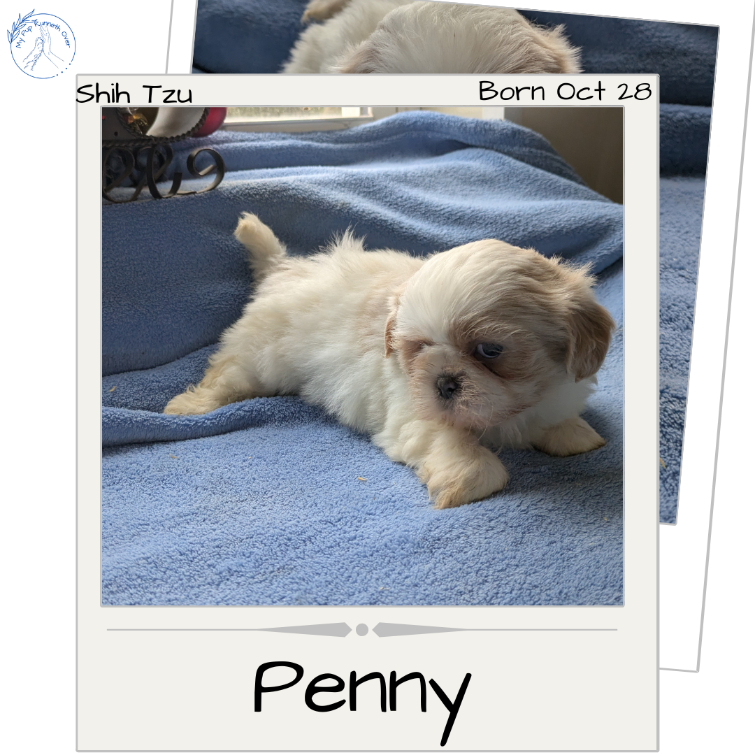 SHIH TZU (10/28) FEMALE