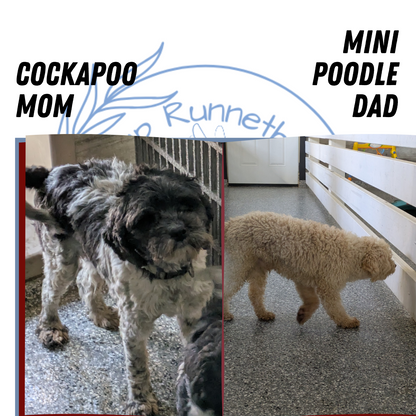 COCKAPOO (12/12) FEMALE