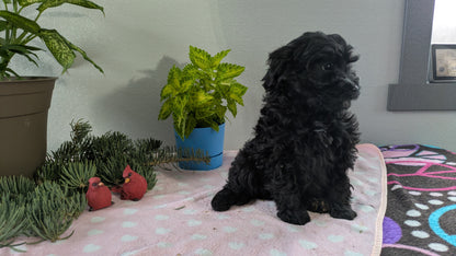 MINI LABRADOODLE (11/26) FEMALE