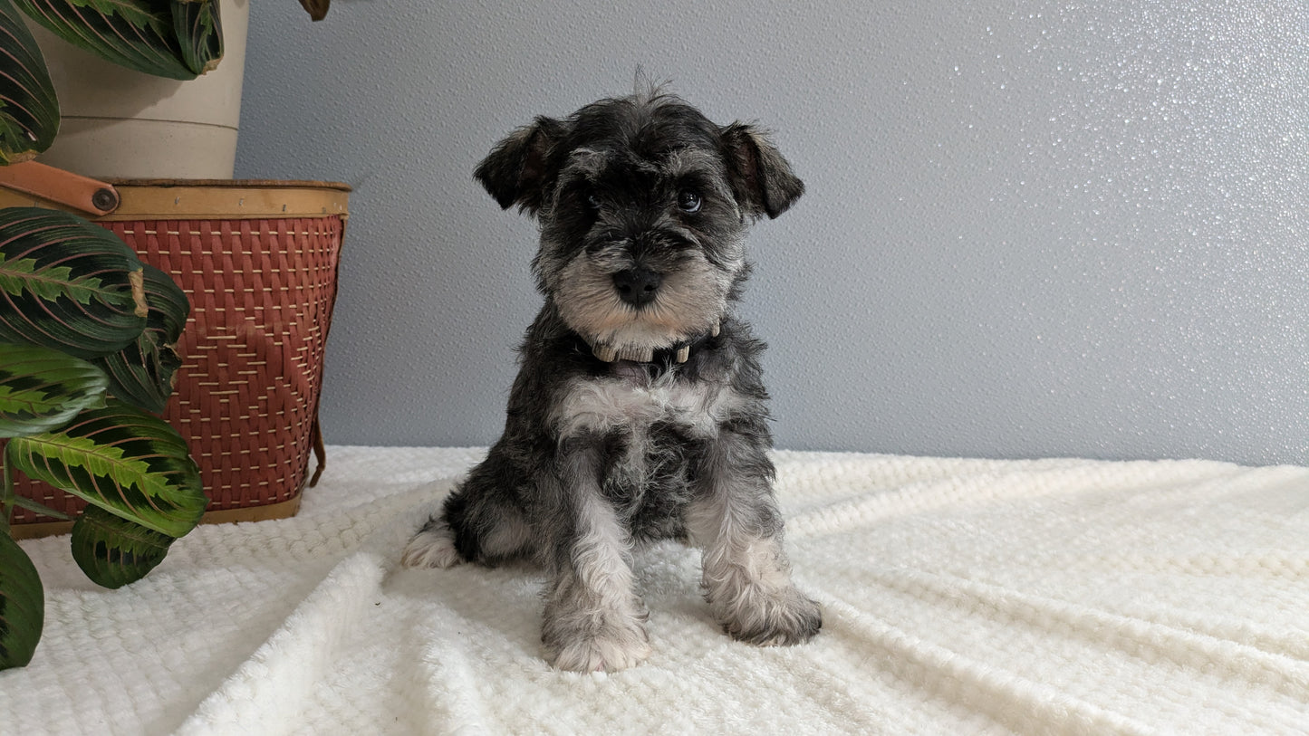 MINI SCHNAUZER (01/08) MALE