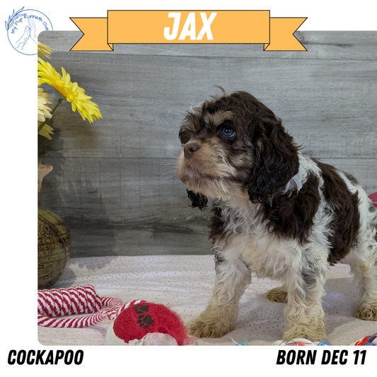 COCKAPOO (12/11) MALE