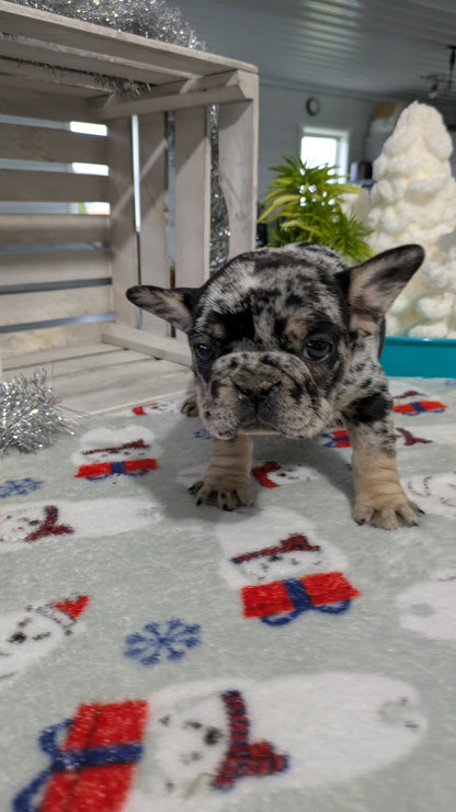 FRENCH BULLDOG (11/01) FEMALE