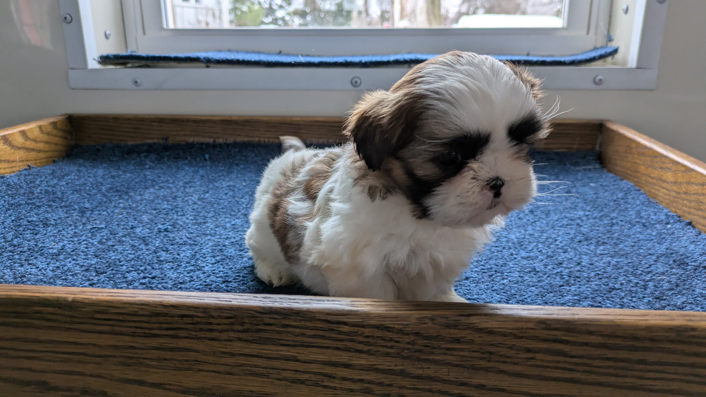 SHIH TZU (01/01) FEMALE